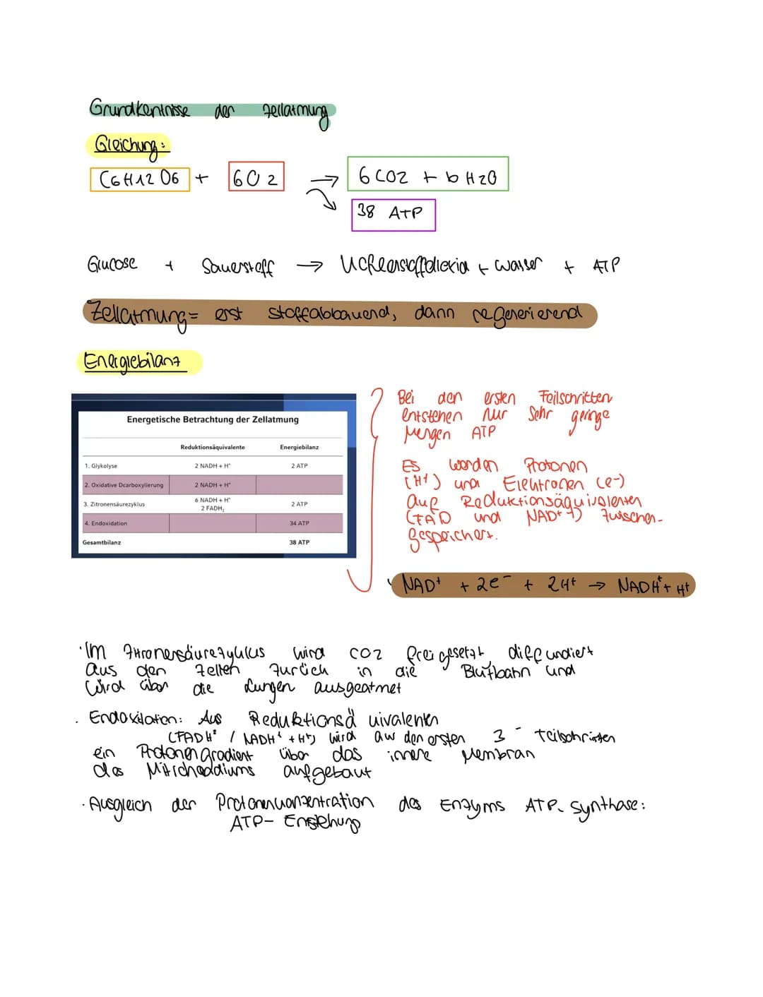 Grundkentnisse den
Gleichung
Сънлч 06 +
1. Glykolyse
2. Oxidative Dcarboxylierung
Glucose + Sauerstoff → uche erstaffellexion + wasser
Zella