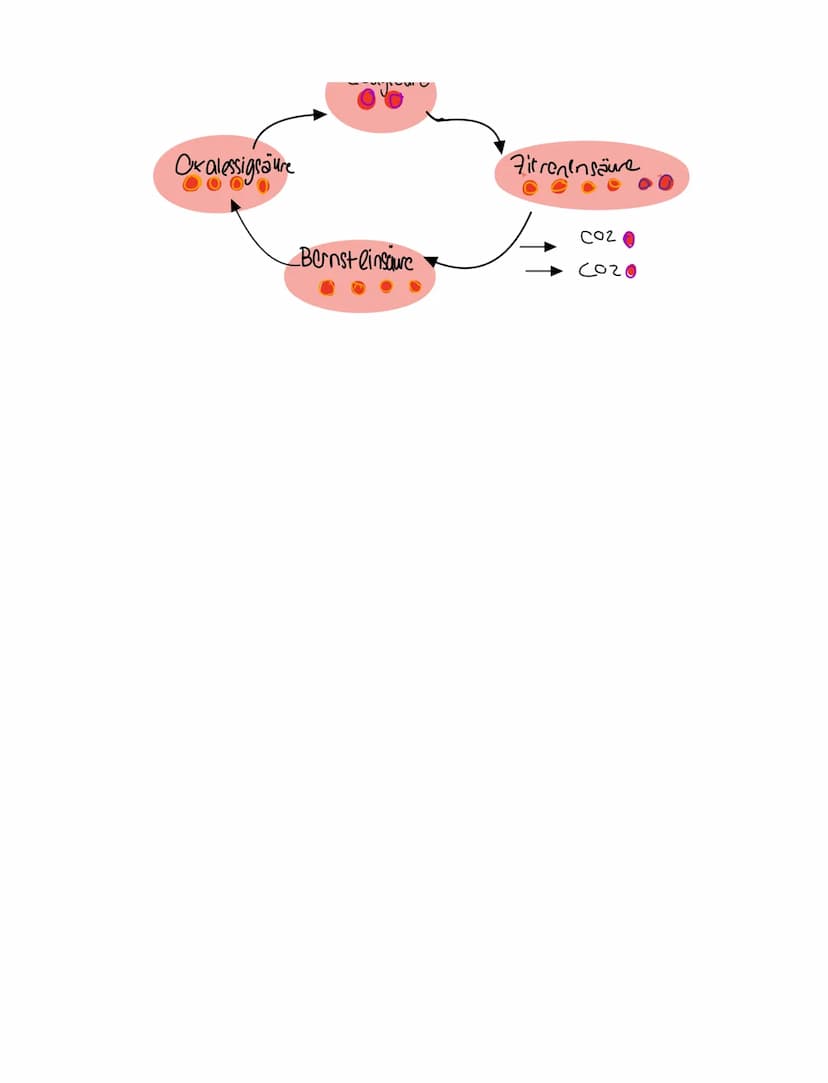 Grundkentnisse den
Gleichung
Сънлч 06 +
1. Glykolyse
2. Oxidative Dcarboxylierung
Glucose + Sauerstoff → uche erstaffellexion + wasser
Zella