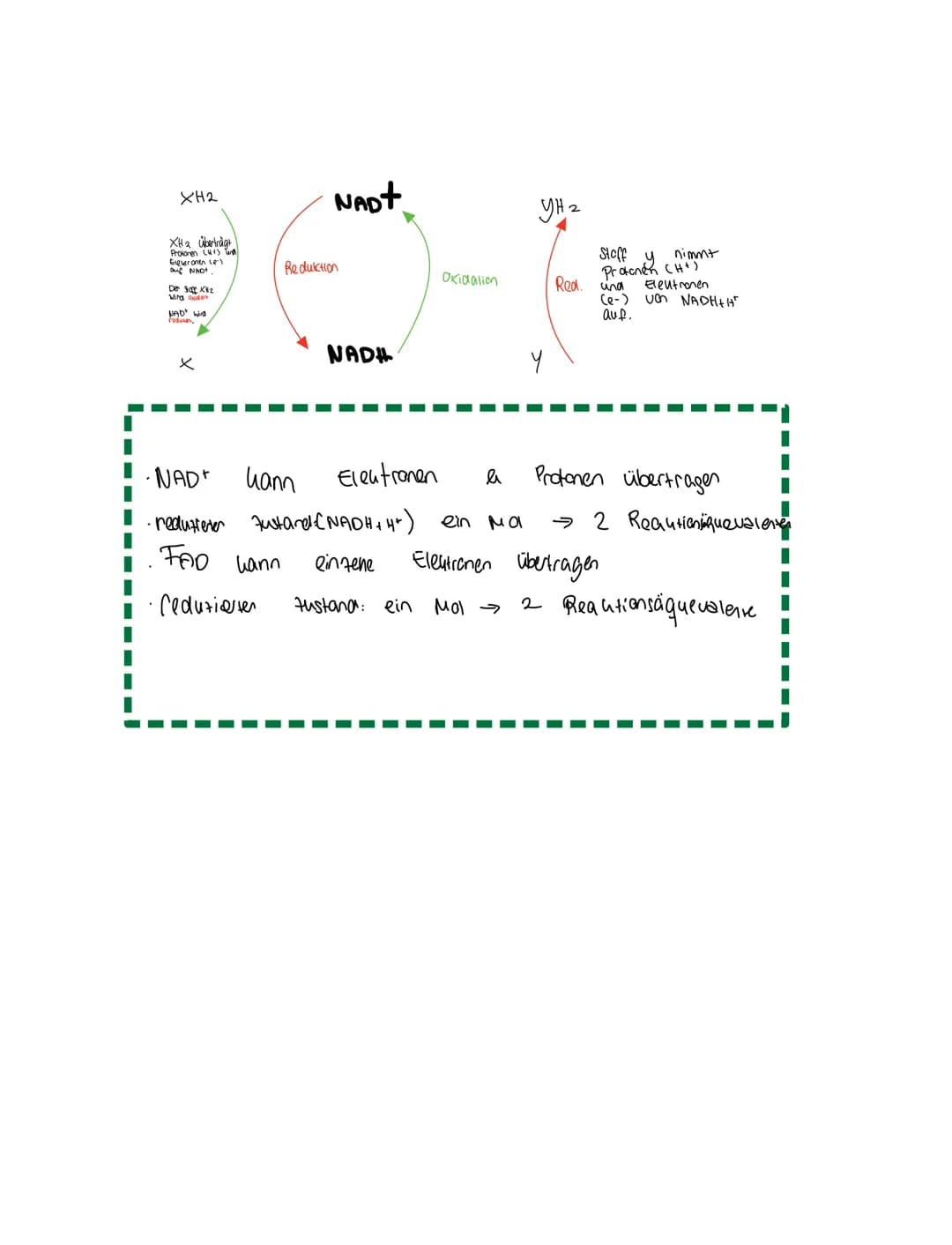 Grundkentnisse den
Gleichung
Сънлч 06 +
1. Glykolyse
2. Oxidative Dcarboxylierung
Glucose + Sauerstoff → uche erstaffellexion + wasser
Zella