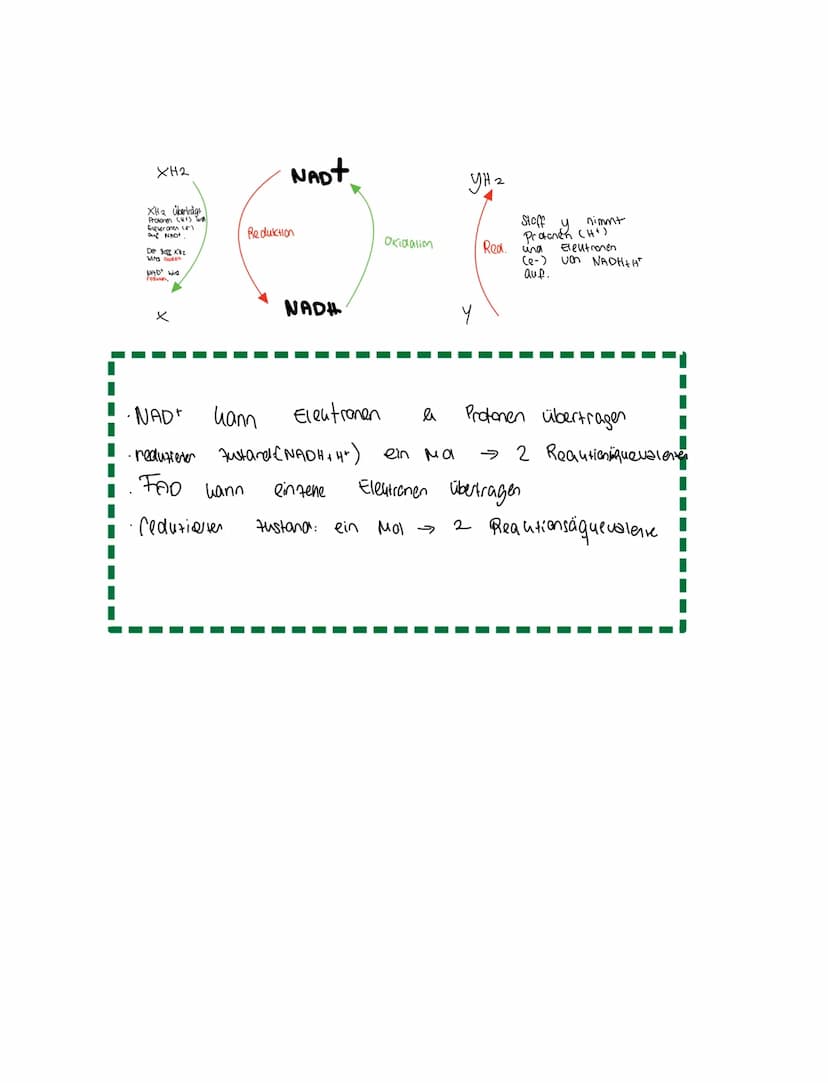 Grundkentnisse den
Gleichung
Сънлч 06 +
1. Glykolyse
2. Oxidative Dcarboxylierung
Glucose + Sauerstoff → uche erstaffellexion + wasser
Zella