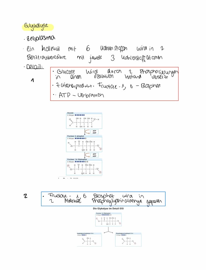 Grundkentnisse den
Gleichung
Сънлч 06 +
1. Glykolyse
2. Oxidative Dcarboxylierung
Glucose + Sauerstoff → uche erstaffellexion + wasser
Zella