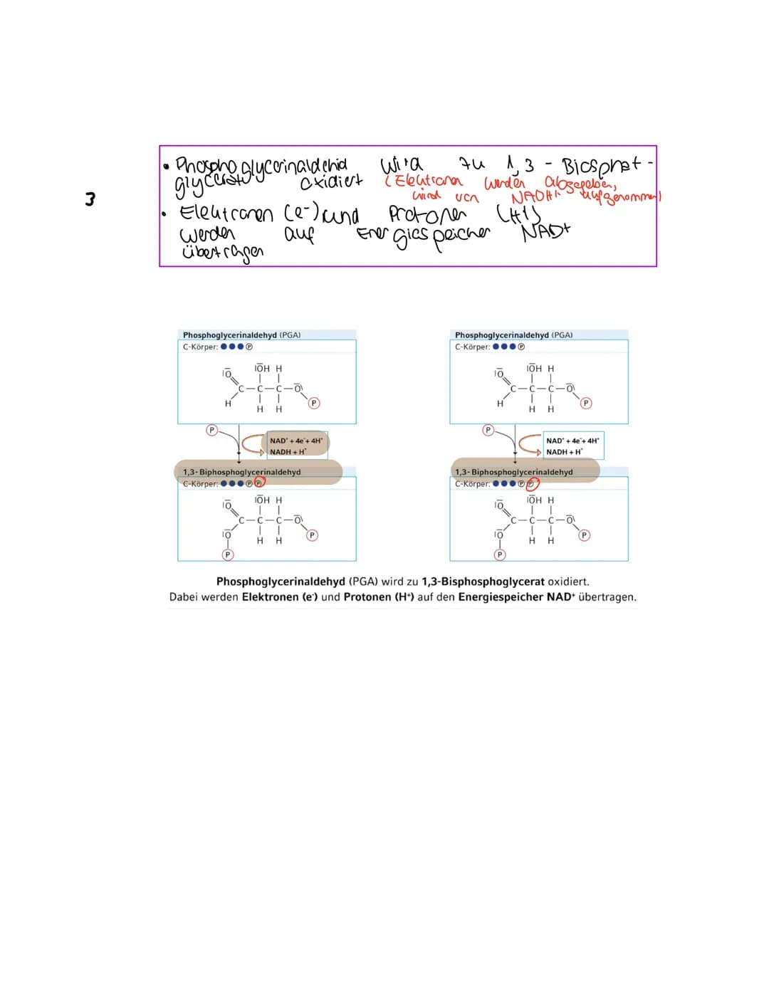Grundkentnisse den
Gleichung
Сънлч 06 +
1. Glykolyse
2. Oxidative Dcarboxylierung
Glucose + Sauerstoff → uche erstaffellexion + wasser
Zella