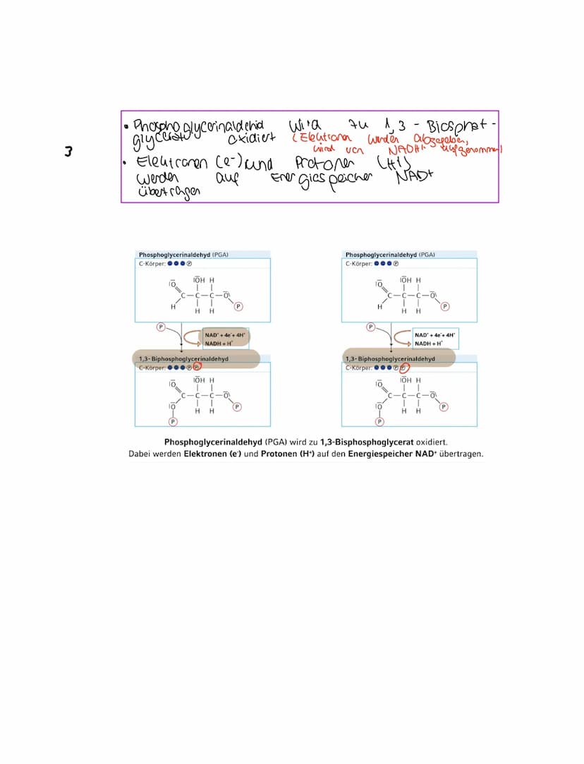 Grundkentnisse den
Gleichung
Сънлч 06 +
1. Glykolyse
2. Oxidative Dcarboxylierung
Glucose + Sauerstoff → uche erstaffellexion + wasser
Zella