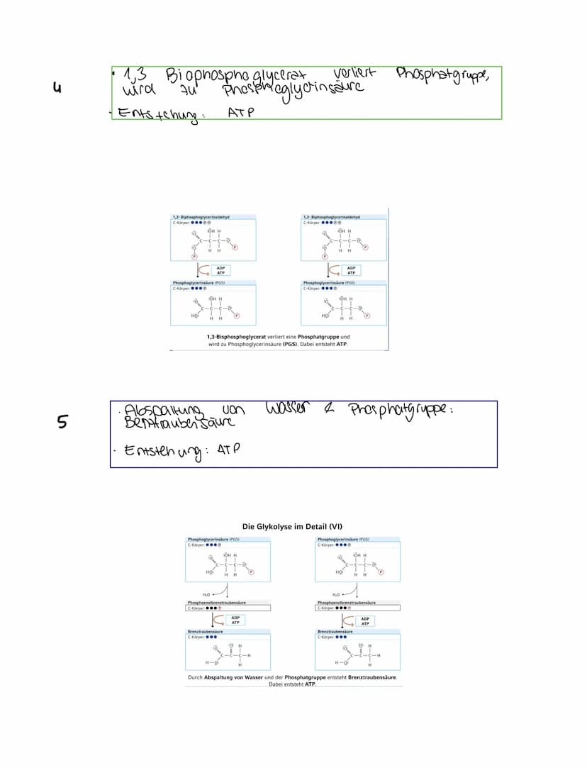 Grundkentnisse den
Gleichung
Сънлч 06 +
1. Glykolyse
2. Oxidative Dcarboxylierung
Glucose + Sauerstoff → uche erstaffellexion + wasser
Zella