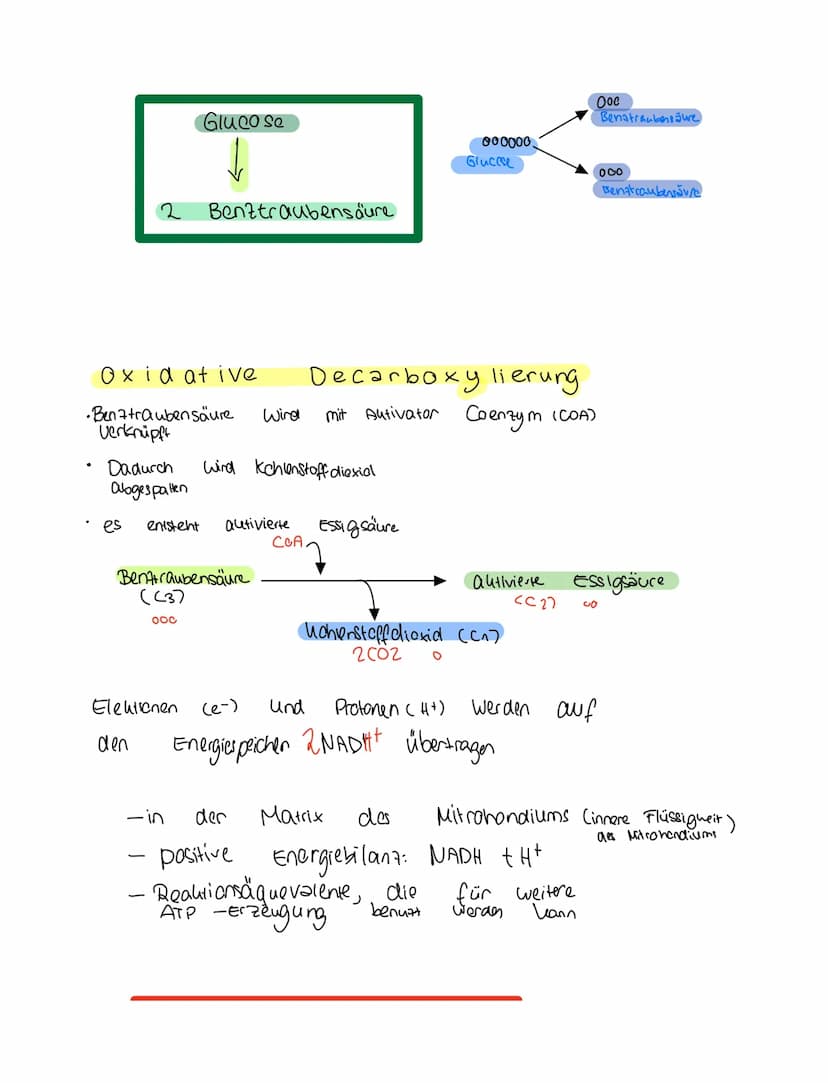 Grundkentnisse den
Gleichung
Сънлч 06 +
1. Glykolyse
2. Oxidative Dcarboxylierung
Glucose + Sauerstoff → uche erstaffellexion + wasser
Zella