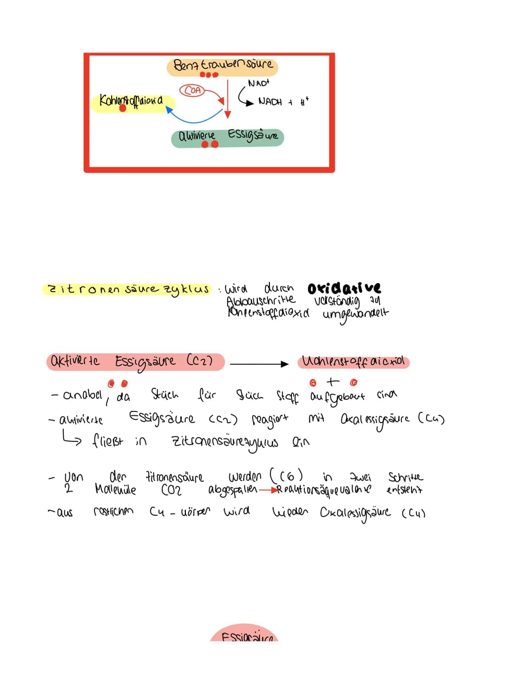 Grundkentnisse den
Gleichung
Сънлч 06 +
1. Glykolyse
2. Oxidative Dcarboxylierung
Glucose + Sauerstoff → uche erstaffellexion + wasser
Zella