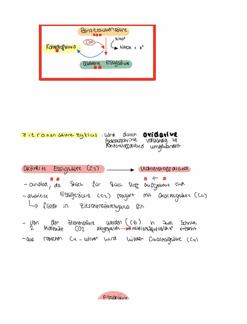 Grundkentnisse den
Gleichung
Сънлч 06 +
1. Glykolyse
2. Oxidative Dcarboxylierung
Glucose + Sauerstoff → uche erstaffellexion + wasser
Zella