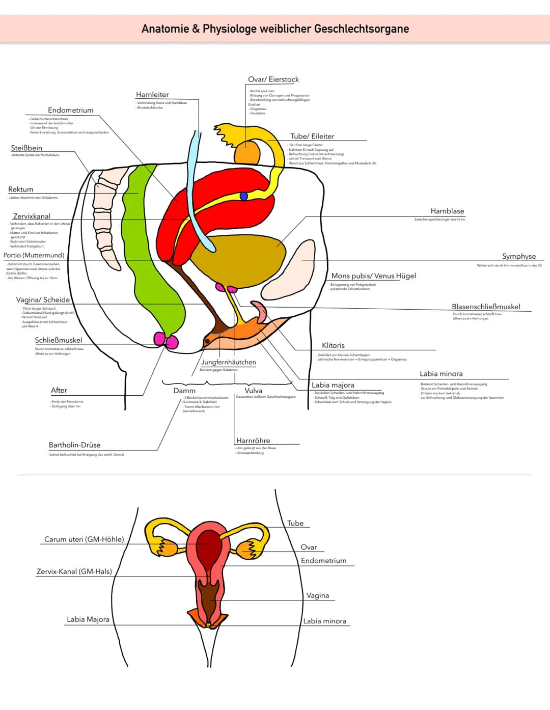 Gebärmutterschleimhaut
Innenwand der Gebärmutter
-Ort der Einnistung
-Keine Einnistung Endometrium wird ausgeschieden
Endometrium
Steißbein
