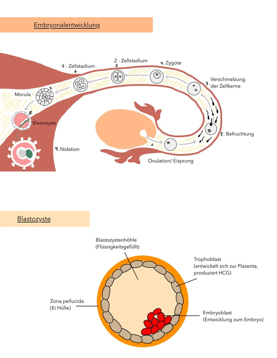 Gebärmutterschleimhaut
Innenwand der Gebärmutter
-Ort der Einnistung
-Keine Einnistung Endometrium wird ausgeschieden
Endometrium
Steißbein
