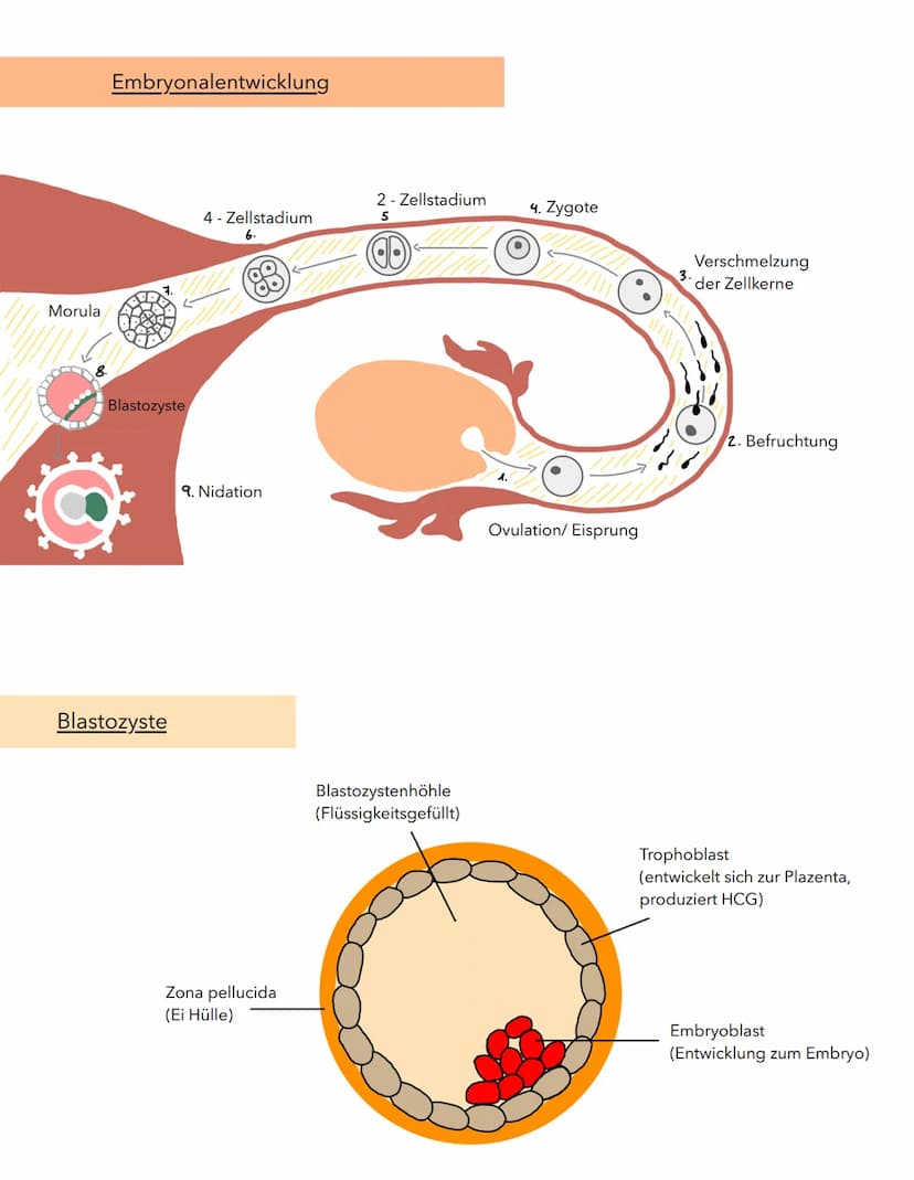 Gebärmutterschleimhaut
Innenwand der Gebärmutter
-Ort der Einnistung
-Keine Einnistung Endometrium wird ausgeschieden
Endometrium
Steißbein
