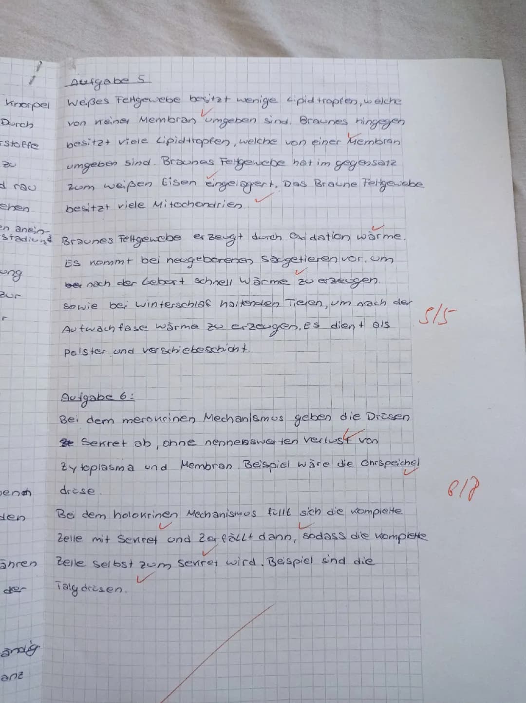 Epithelgewebe: Funktionen, Arten und Unterschied zu Fettgewebe
