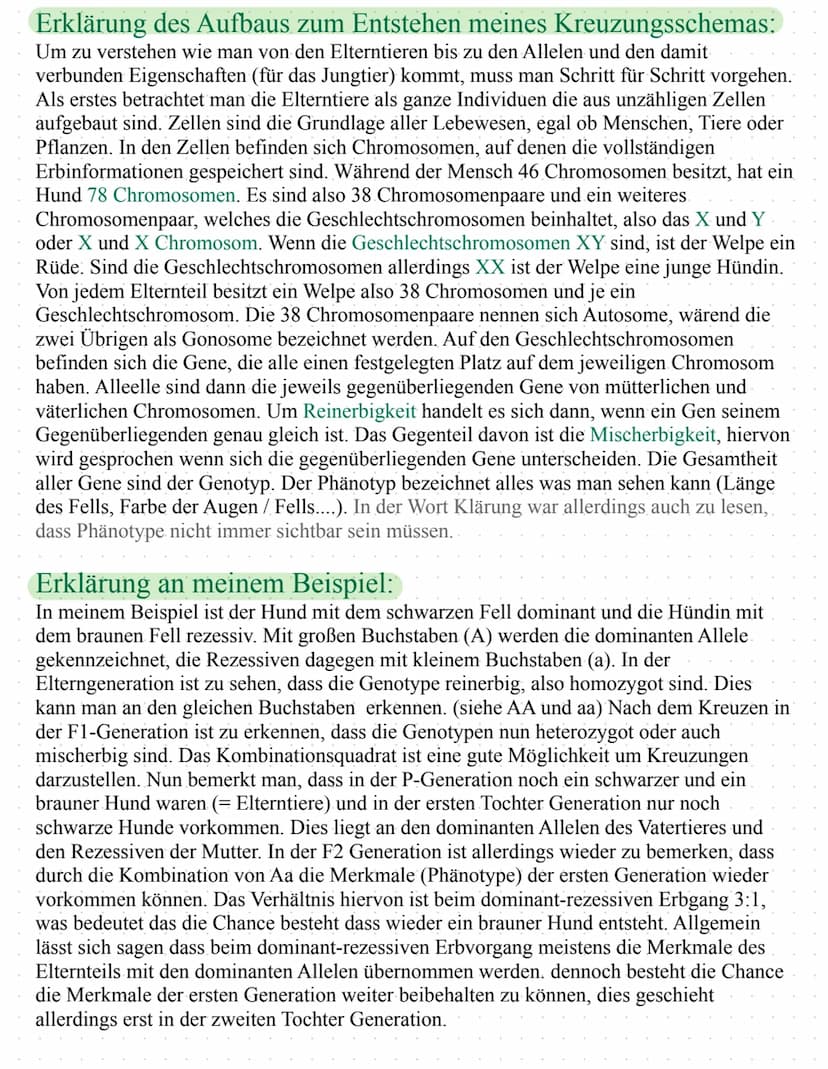 Regeln und Wortklärungen zum Kreuzungsschema:
Definition dominant-rezessiver Erbgang:
Bei dieser Form der Vererbung dominiert eines der Alle
