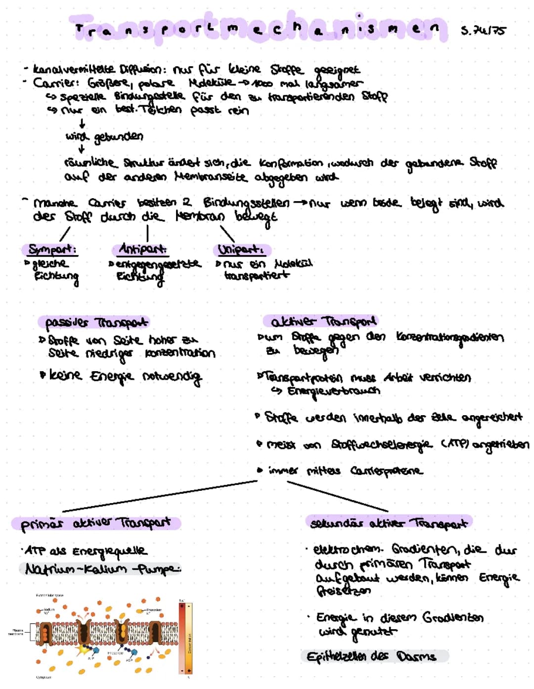 Transportmechanismen Biomembrane