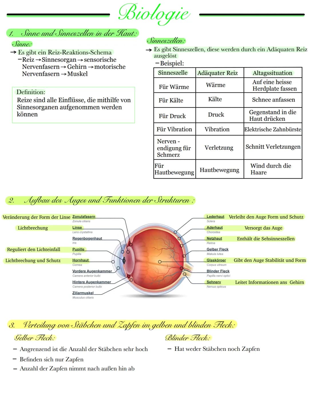 1. Sinne und Sinneszellen in der Haut:
Sinne:
→ Es gibt ein Reiz-Reaktions-Schema
-Reiz →Sinnesorgan→ sensorische
Nervenfasern →Gehirn →moto