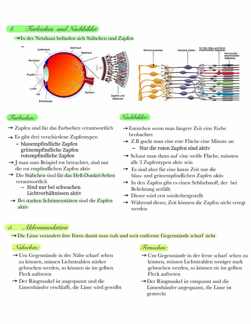 1. Sinne und Sinneszellen in der Haut:
Sinne:
→ Es gibt ein Reiz-Reaktions-Schema
-Reiz →Sinnesorgan→ sensorische
Nervenfasern →Gehirn →moto