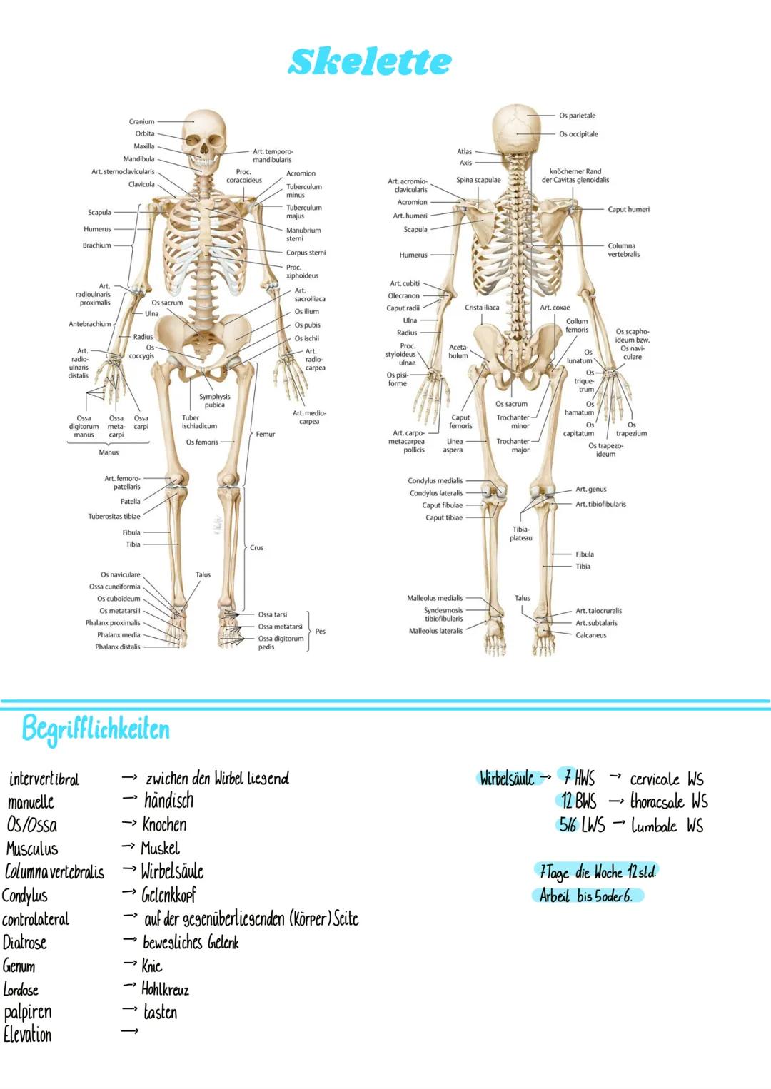 Cranium
Orbita
Maxilla
Mandibula
Art. sternoclavicularis
Scapula
Humerus
Brachium
Diatrose
Genum
Lordose
palpiren
Elevation
Art.
radioulnari