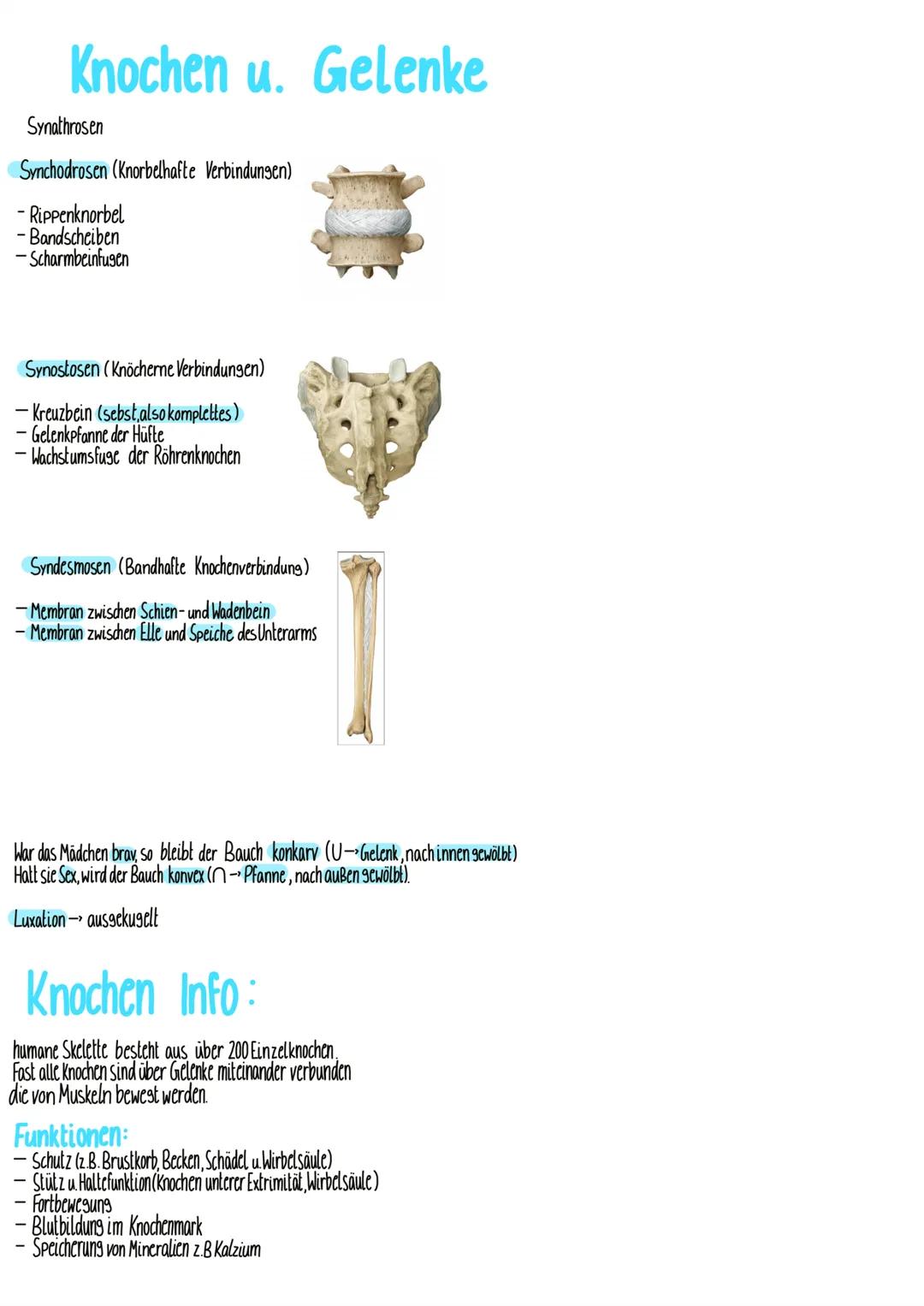 Cranium
Orbita
Maxilla
Mandibula
Art. sternoclavicularis
Scapula
Humerus
Brachium
Diatrose
Genum
Lordose
palpiren
Elevation
Art.
radioulnari