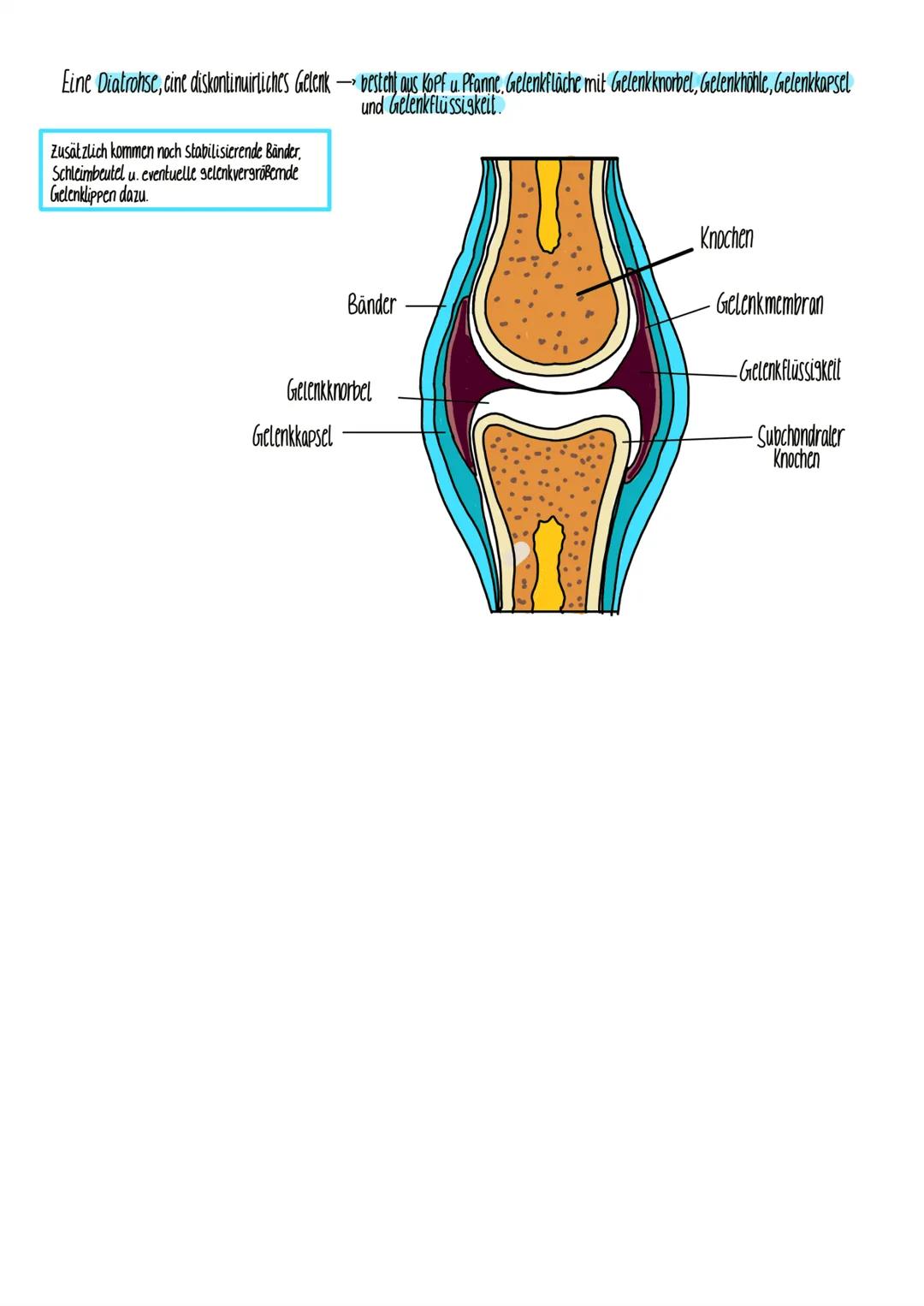 Cranium
Orbita
Maxilla
Mandibula
Art. sternoclavicularis
Scapula
Humerus
Brachium
Diatrose
Genum
Lordose
palpiren
Elevation
Art.
radioulnari