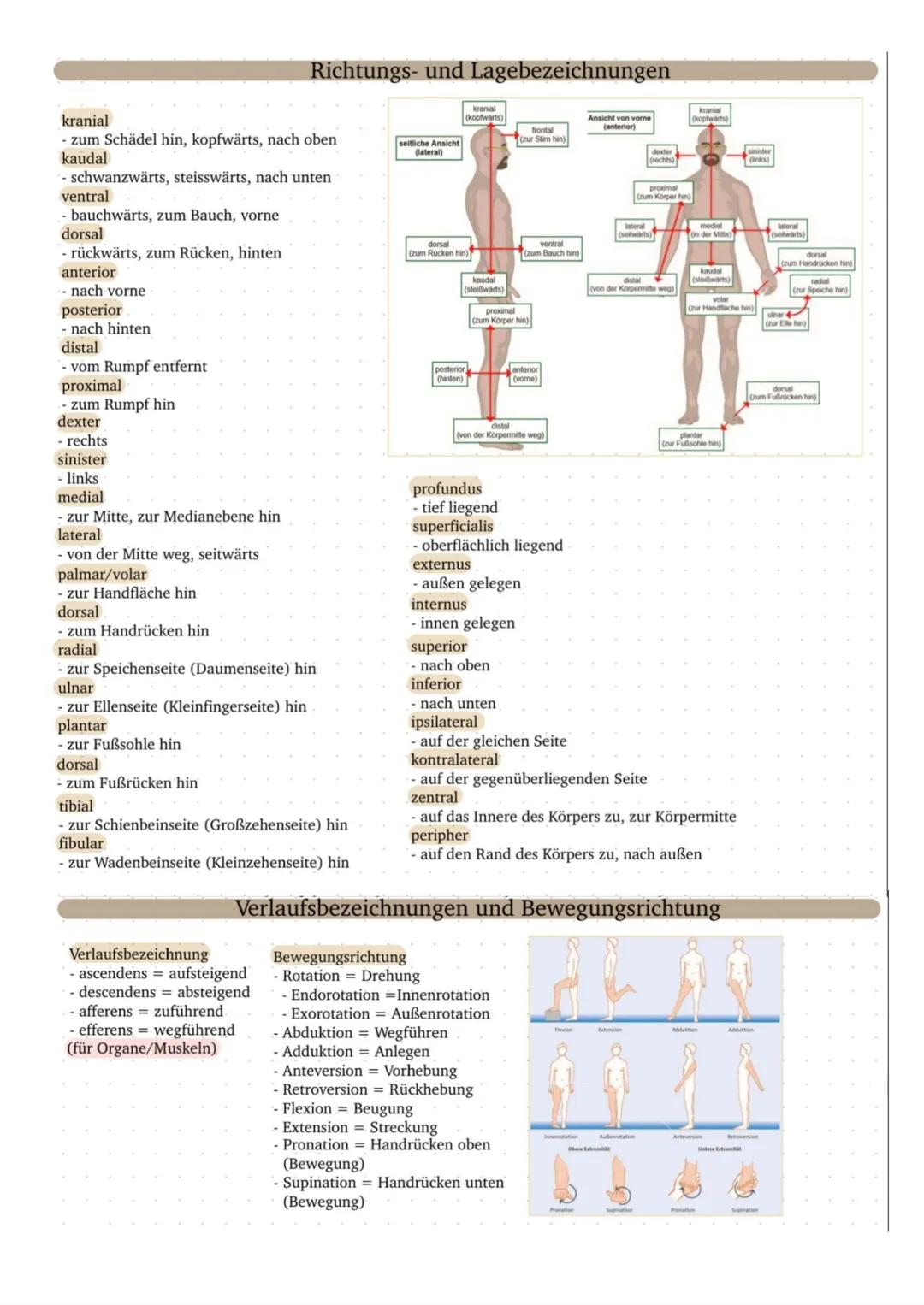 Cranium
Orbita
Maxilla
Mandibula
Art. sternoclavicularis
Scapula
Humerus
Brachium
Diatrose
Genum
Lordose
palpiren
Elevation
Art.
radioulnari