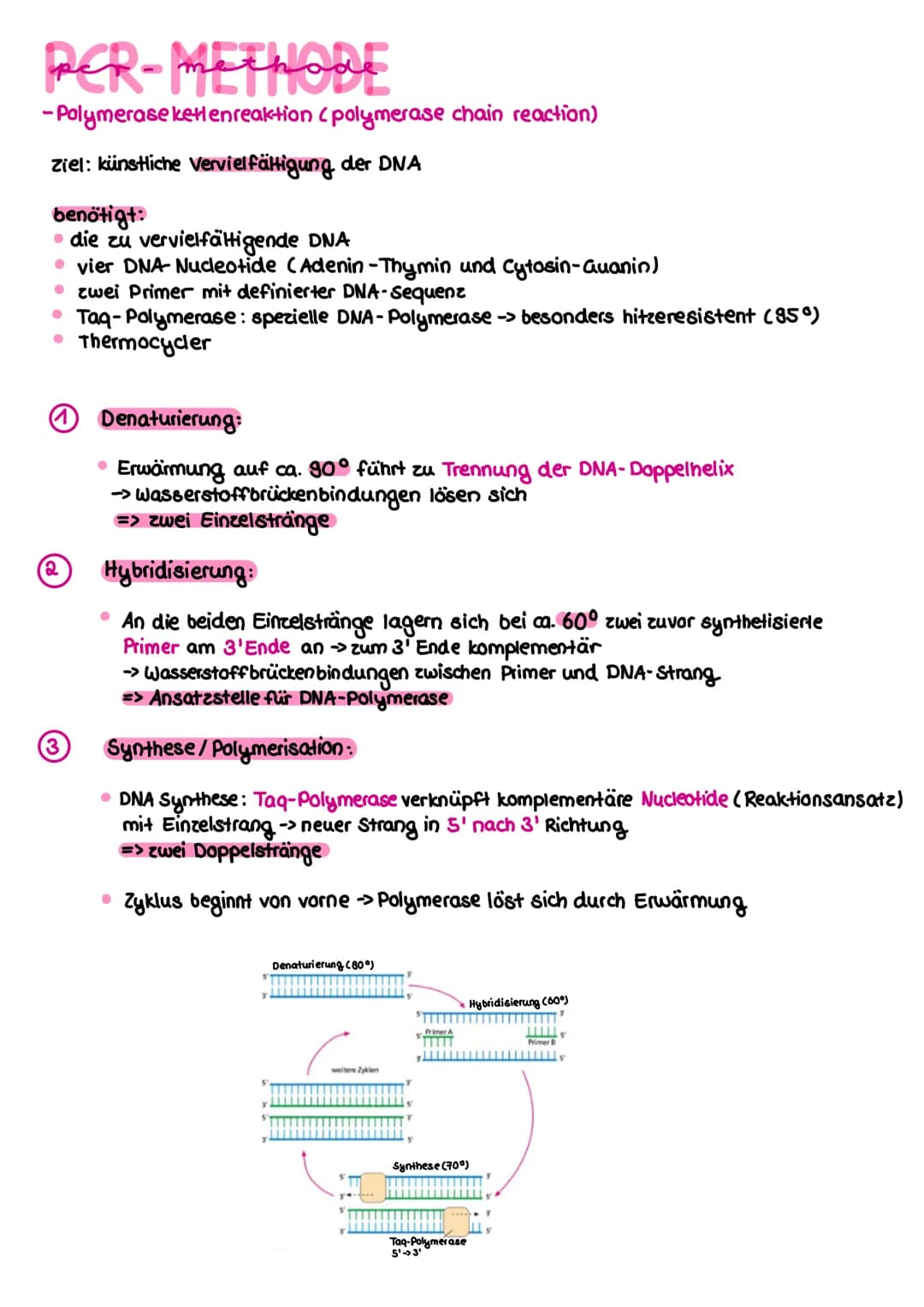 PER-METHODE
-Polymerase kettenreaktion (polymerase chain reaction)
ziel: künstliche Vervielfältigung der DNA
benötigt:
• die zu vervielfälti