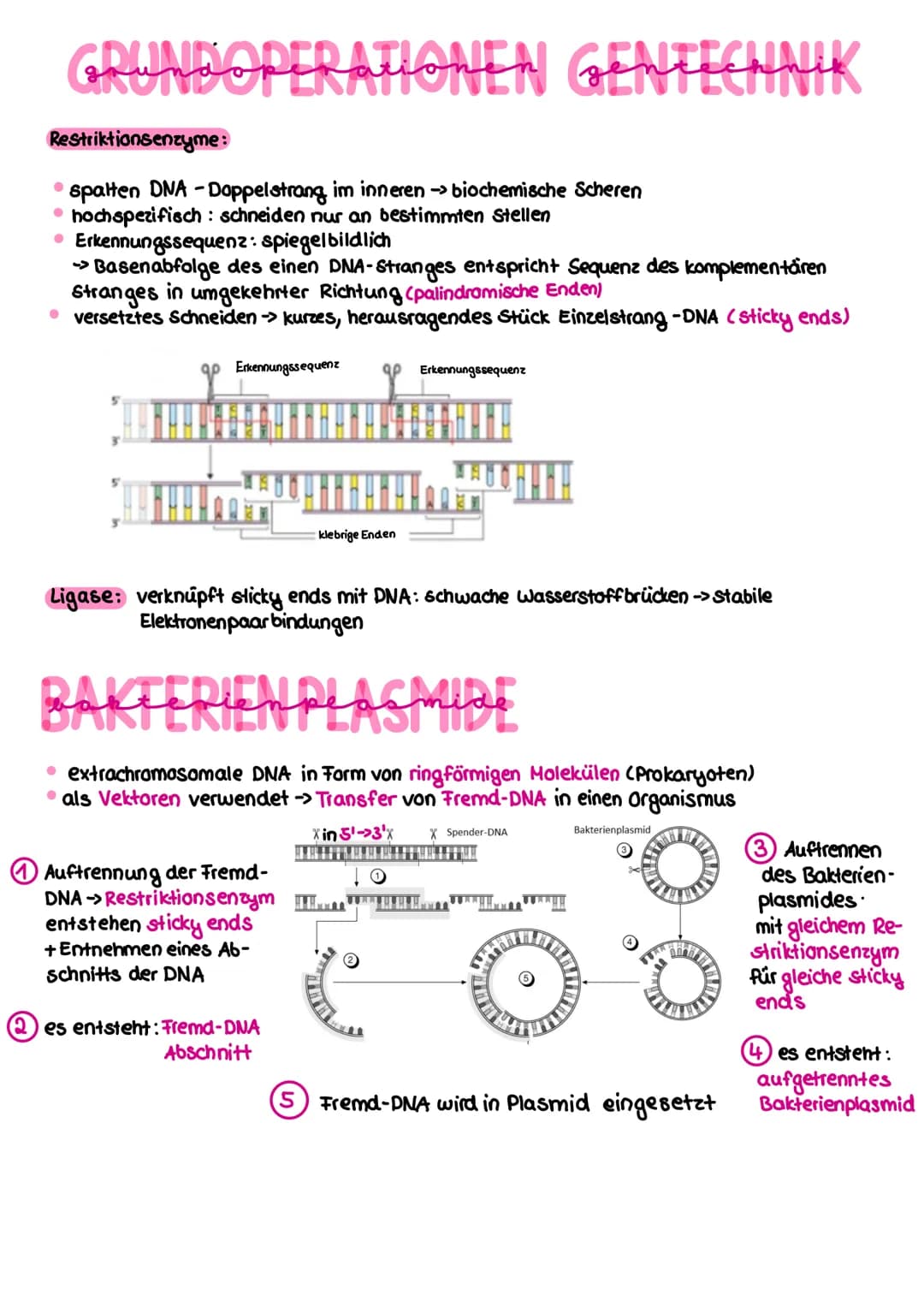 PER-METHODE
-Polymerase kettenreaktion (polymerase chain reaction)
ziel: künstliche Vervielfältigung der DNA
benötigt:
• die zu vervielfälti