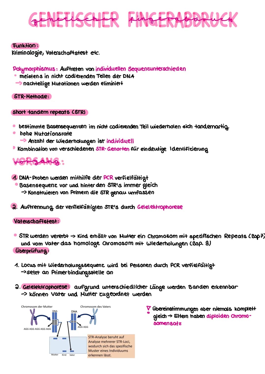 PER-METHODE
-Polymerase kettenreaktion (polymerase chain reaction)
ziel: künstliche Vervielfältigung der DNA
benötigt:
• die zu vervielfälti