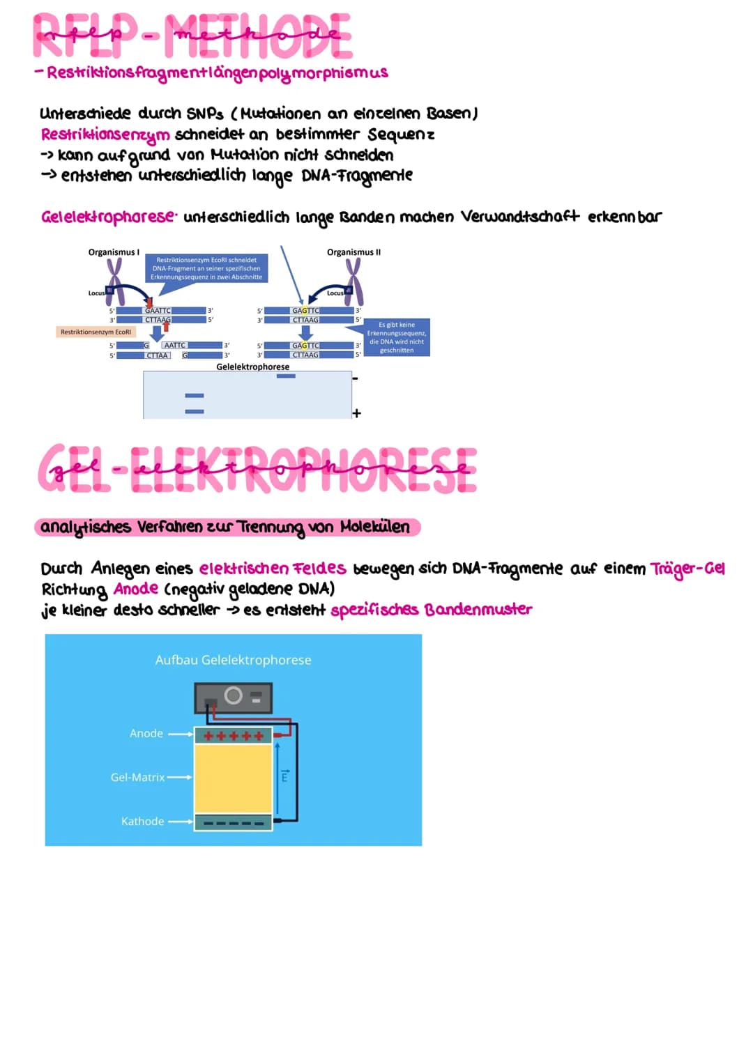 PER-METHODE
-Polymerase kettenreaktion (polymerase chain reaction)
ziel: künstliche Vervielfältigung der DNA
benötigt:
• die zu vervielfälti