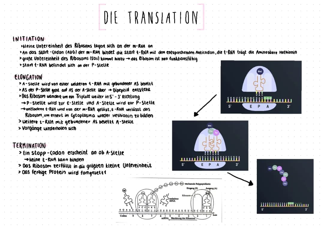 Translation Ablauf: Proteinbiosynthese und Stop Codons einfach erklärt