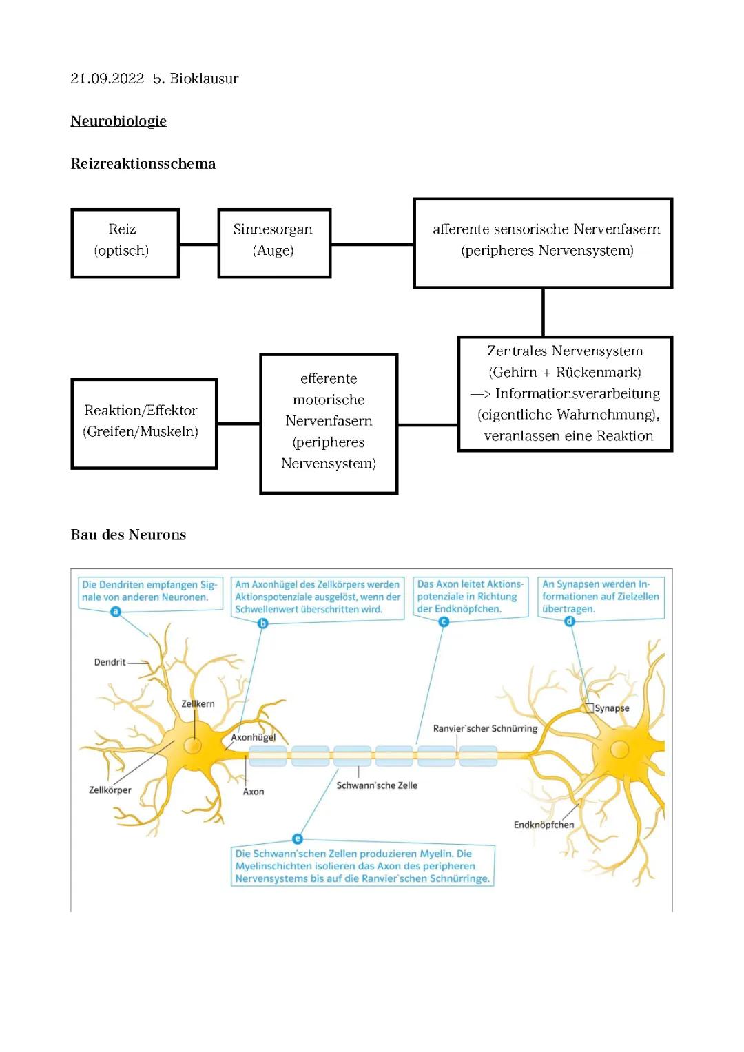 Bioklausur: Reizreaktionsschema und Neuron Aufbau mit Axonhügel und Aktionspotenzialen