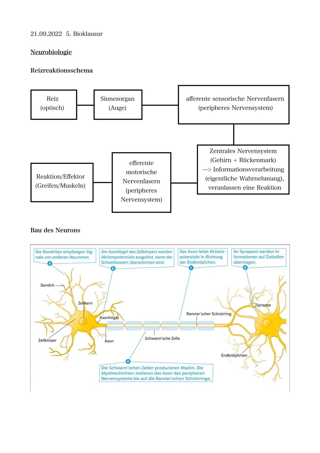 21.09.2022 5. Bioklausur
Neurobiologie
Reizreaktionsschema
Reiz
(optisch)
Reaktion/Effektor
(Greifen/Muskeln)
Bau des Neurons
Die Dendriten 