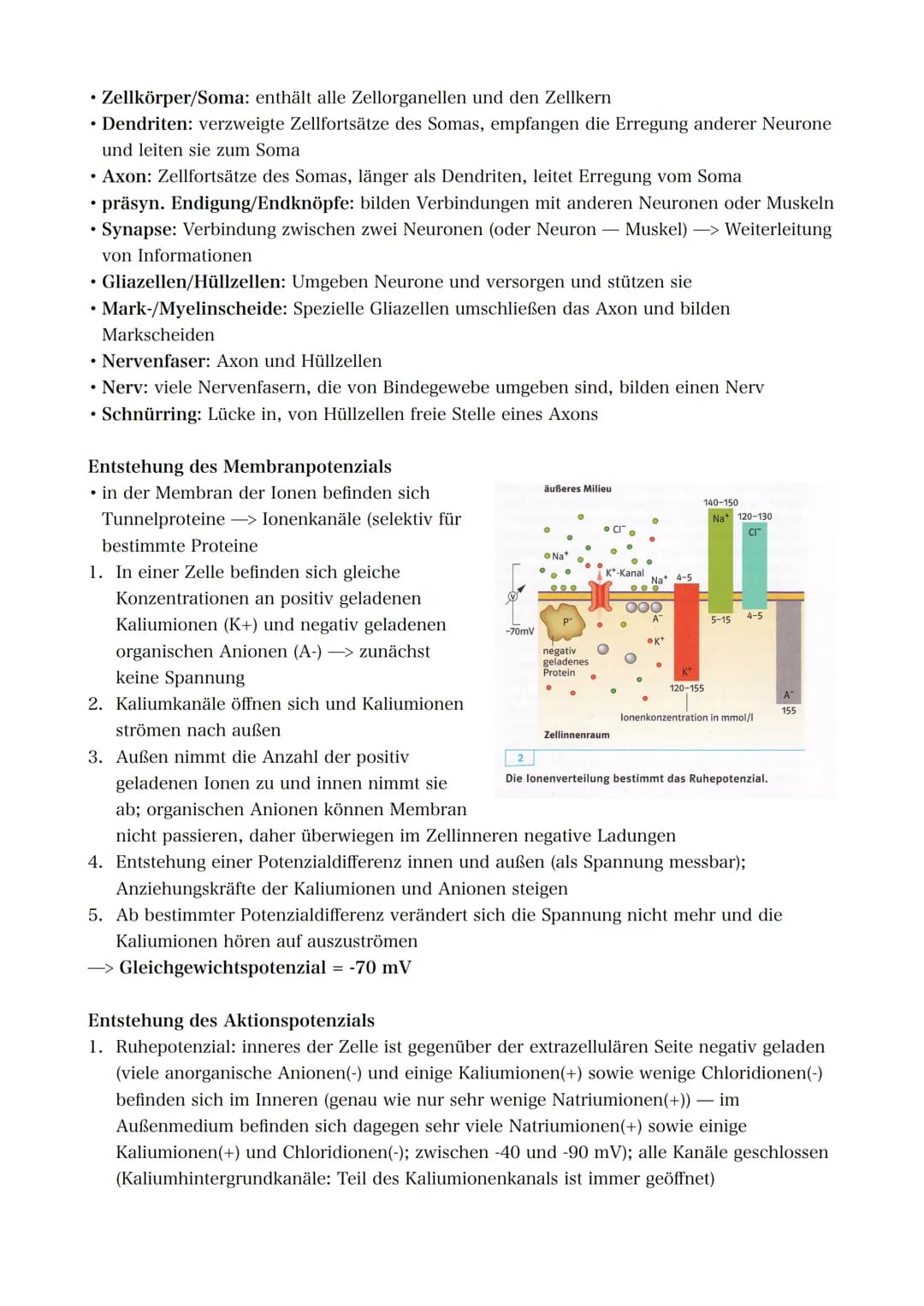 21.09.2022 5. Bioklausur
Neurobiologie
Reizreaktionsschema
Reiz
(optisch)
Reaktion/Effektor
(Greifen/Muskeln)
Bau des Neurons
Die Dendriten 