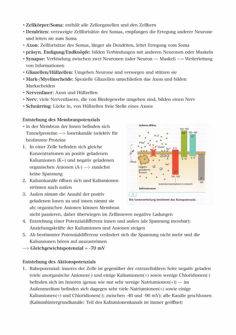 21.09.2022 5. Bioklausur
Neurobiologie
Reizreaktionsschema
Reiz
(optisch)
Reaktion/Effektor
(Greifen/Muskeln)
Bau des Neurons
Die Dendriten 