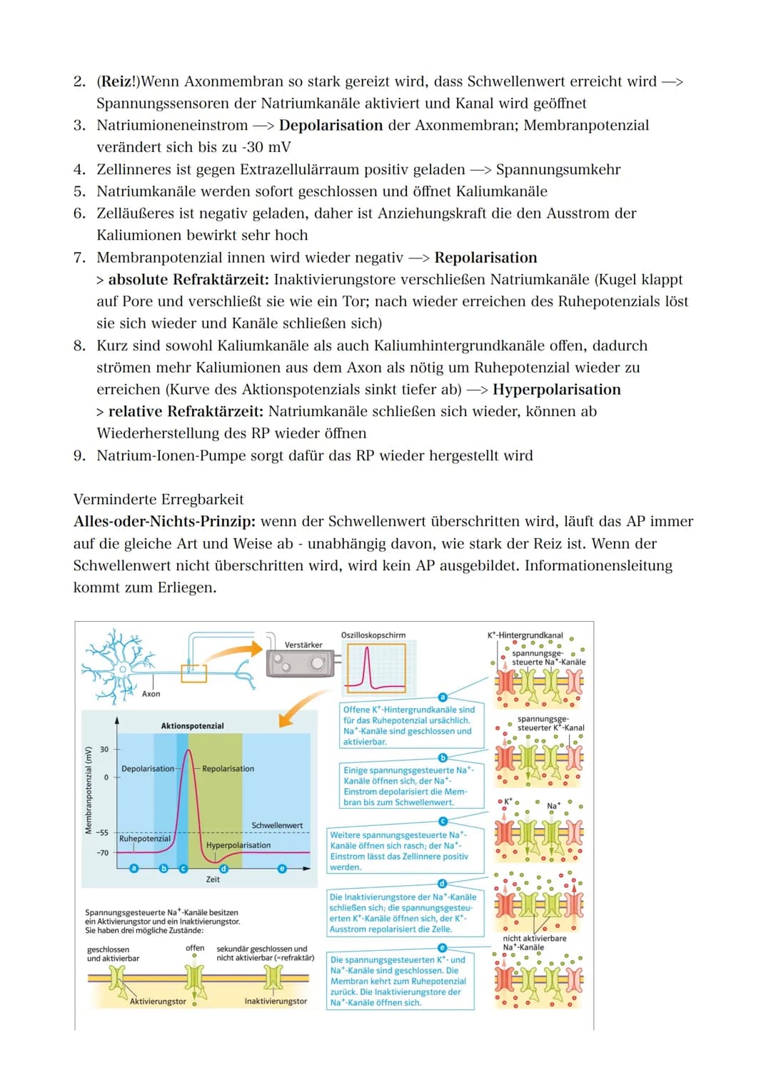 21.09.2022 5. Bioklausur
Neurobiologie
Reizreaktionsschema
Reiz
(optisch)
Reaktion/Effektor
(Greifen/Muskeln)
Bau des Neurons
Die Dendriten 
