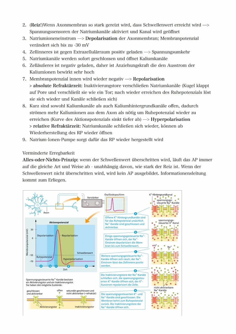 21.09.2022 5. Bioklausur
Neurobiologie
Reizreaktionsschema
Reiz
(optisch)
Reaktion/Effektor
(Greifen/Muskeln)
Bau des Neurons
Die Dendriten 