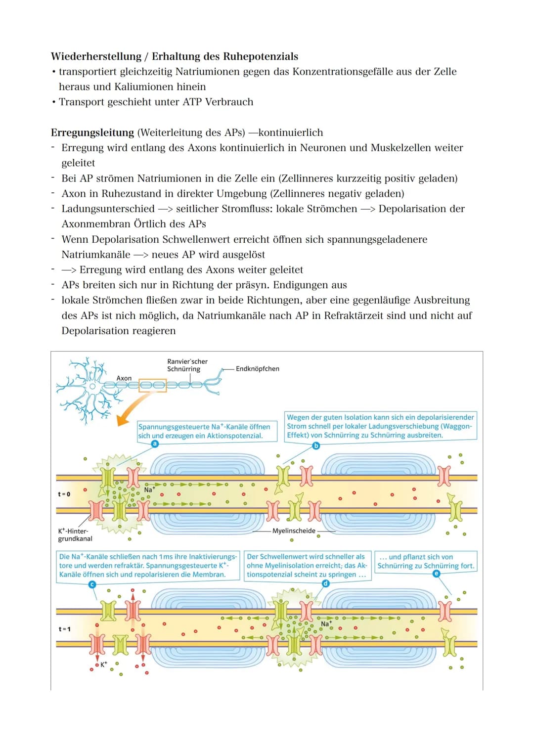 21.09.2022 5. Bioklausur
Neurobiologie
Reizreaktionsschema
Reiz
(optisch)
Reaktion/Effektor
(Greifen/Muskeln)
Bau des Neurons
Die Dendriten 