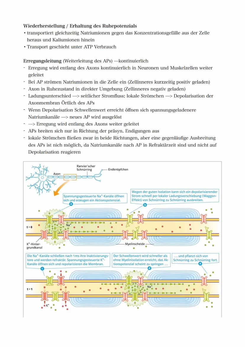 21.09.2022 5. Bioklausur
Neurobiologie
Reizreaktionsschema
Reiz
(optisch)
Reaktion/Effektor
(Greifen/Muskeln)
Bau des Neurons
Die Dendriten 