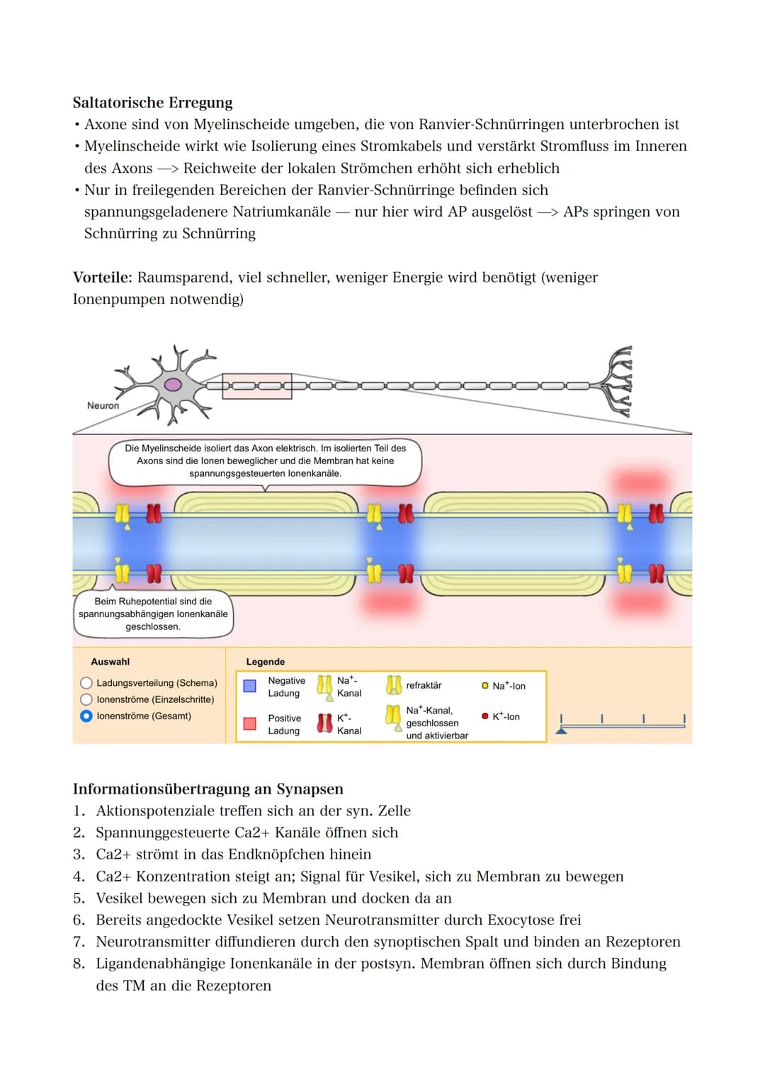 21.09.2022 5. Bioklausur
Neurobiologie
Reizreaktionsschema
Reiz
(optisch)
Reaktion/Effektor
(Greifen/Muskeln)
Bau des Neurons
Die Dendriten 