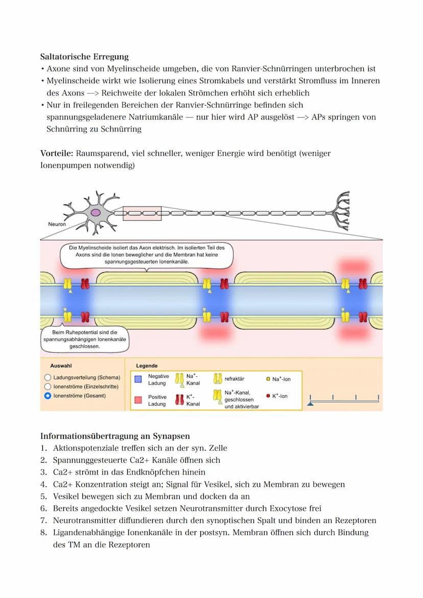 21.09.2022 5. Bioklausur
Neurobiologie
Reizreaktionsschema
Reiz
(optisch)
Reaktion/Effektor
(Greifen/Muskeln)
Bau des Neurons
Die Dendriten 