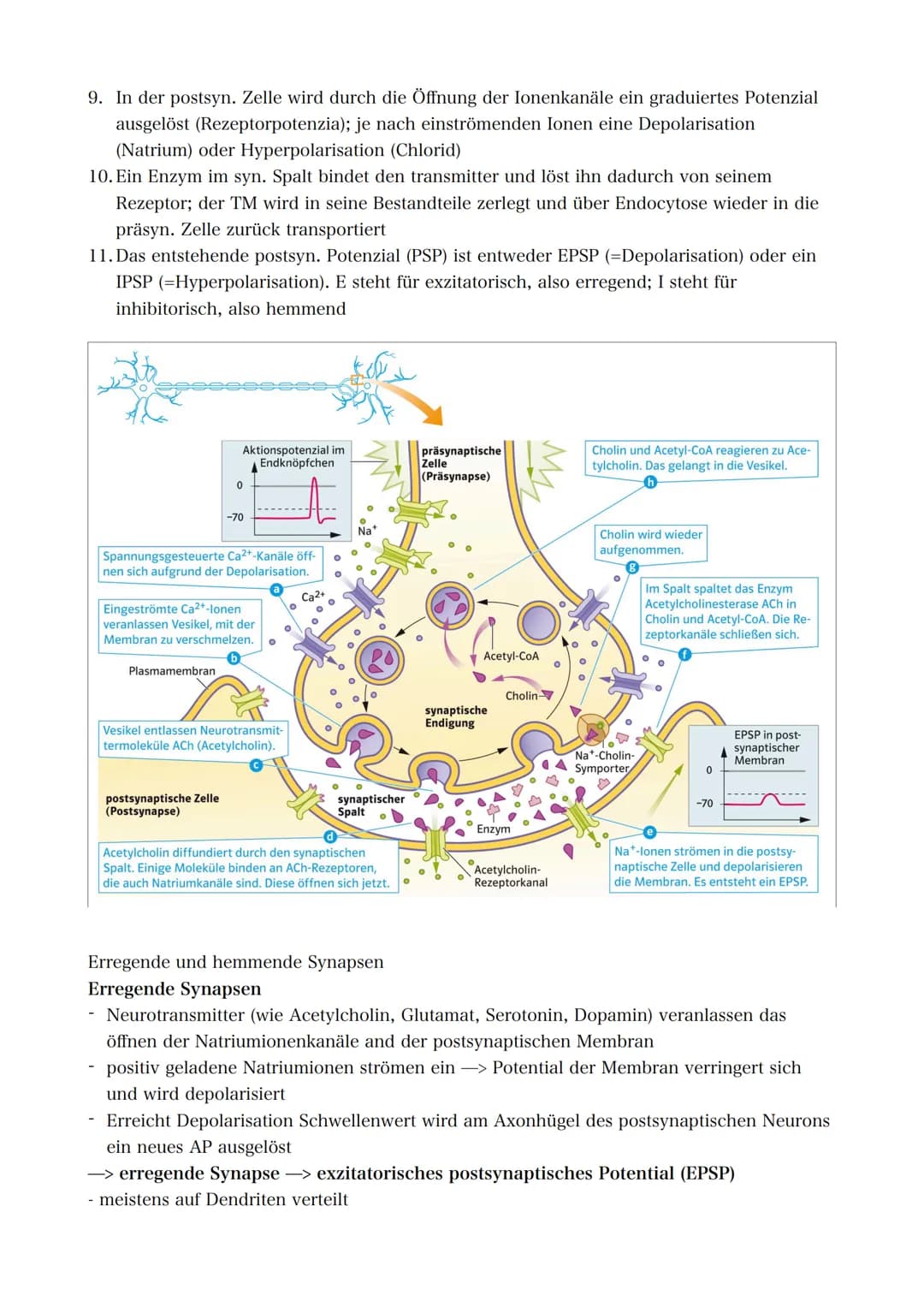 21.09.2022 5. Bioklausur
Neurobiologie
Reizreaktionsschema
Reiz
(optisch)
Reaktion/Effektor
(Greifen/Muskeln)
Bau des Neurons
Die Dendriten 
