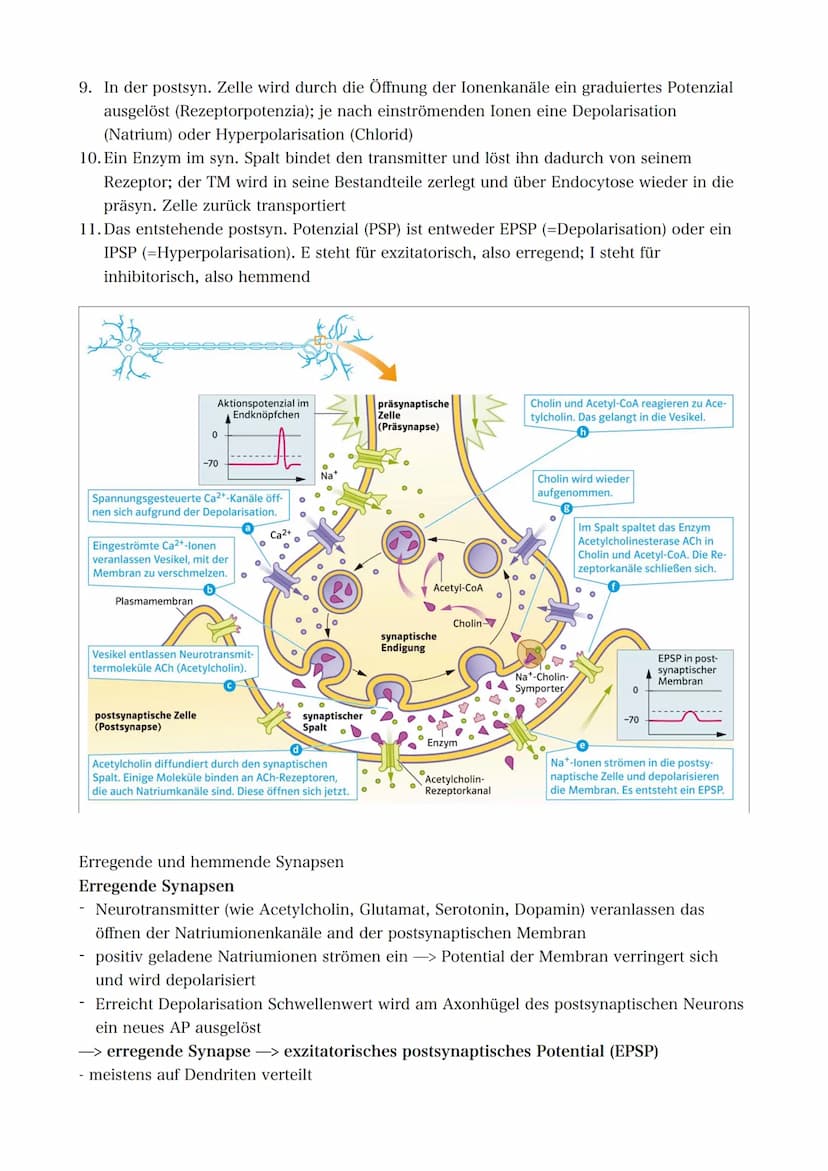21.09.2022 5. Bioklausur
Neurobiologie
Reizreaktionsschema
Reiz
(optisch)
Reaktion/Effektor
(Greifen/Muskeln)
Bau des Neurons
Die Dendriten 