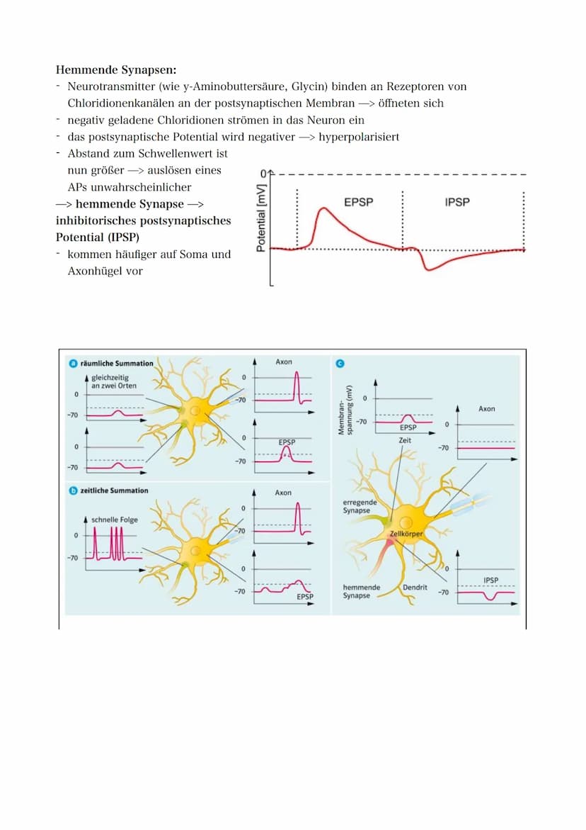 21.09.2022 5. Bioklausur
Neurobiologie
Reizreaktionsschema
Reiz
(optisch)
Reaktion/Effektor
(Greifen/Muskeln)
Bau des Neurons
Die Dendriten 