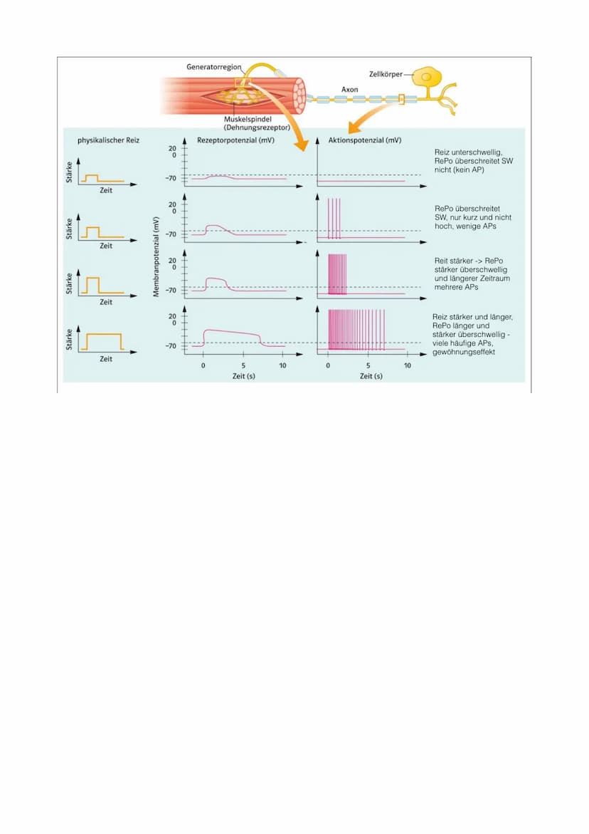 21.09.2022 5. Bioklausur
Neurobiologie
Reizreaktionsschema
Reiz
(optisch)
Reaktion/Effektor
(Greifen/Muskeln)
Bau des Neurons
Die Dendriten 