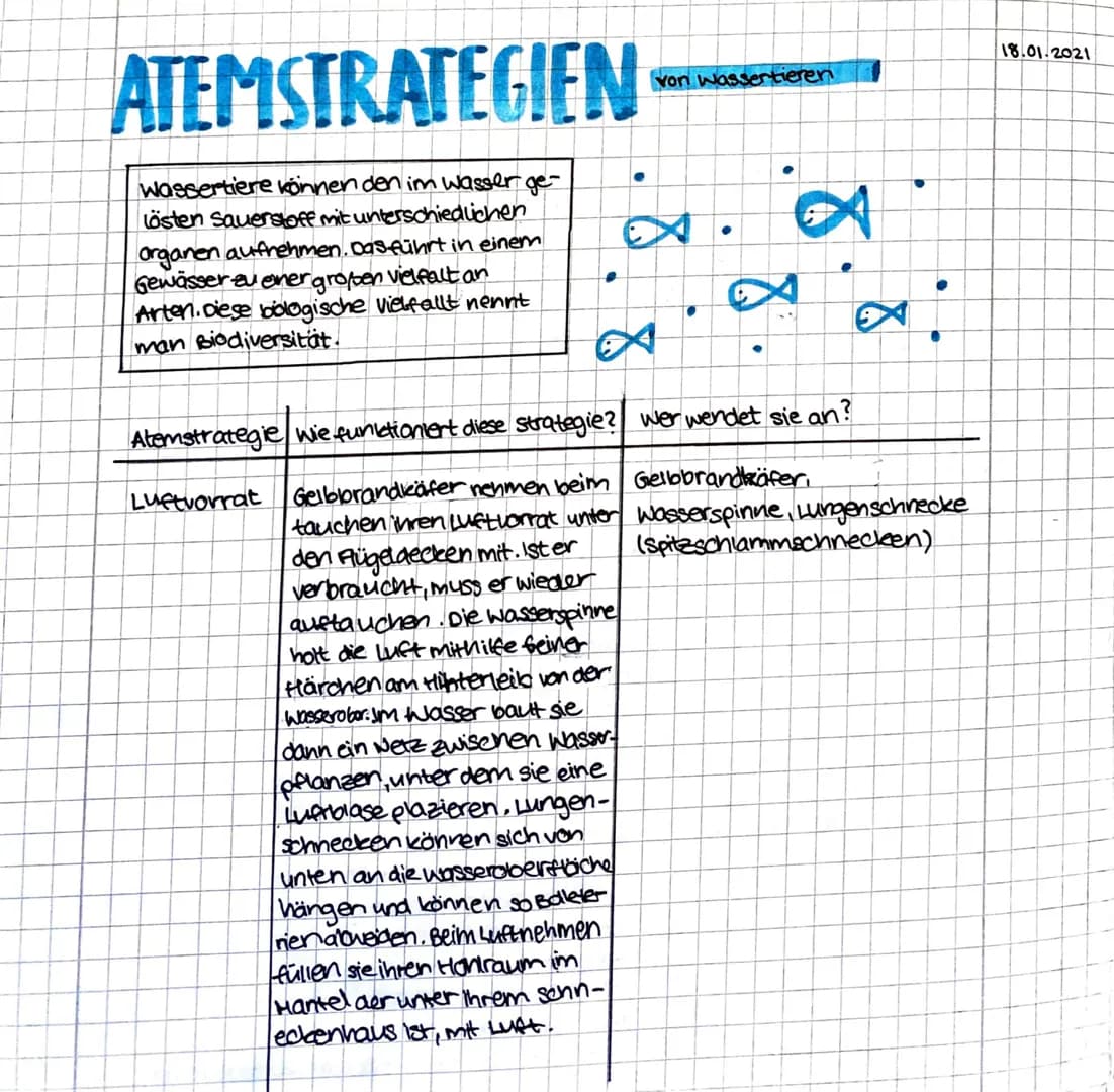 ATEMSTRATEGIEN
Wassertiere können den im Wasser ge-
Lösten Sauerstoff mit unterschiedlichen
organen aufnehmen. Das führt in einem
Gewässer a