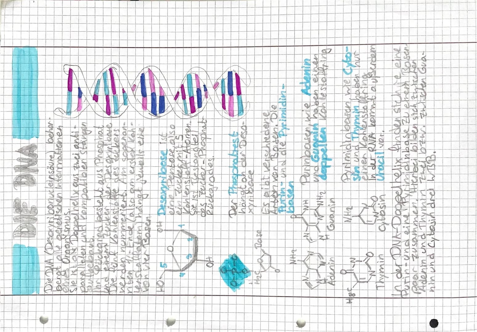 DIE DNAI
Die DNA (Desoxyribonucleinsäure) beher-
bergt alle genetischen Informationen
elines Organismus.
Sie ist al Doppelhelly aus zwei ant