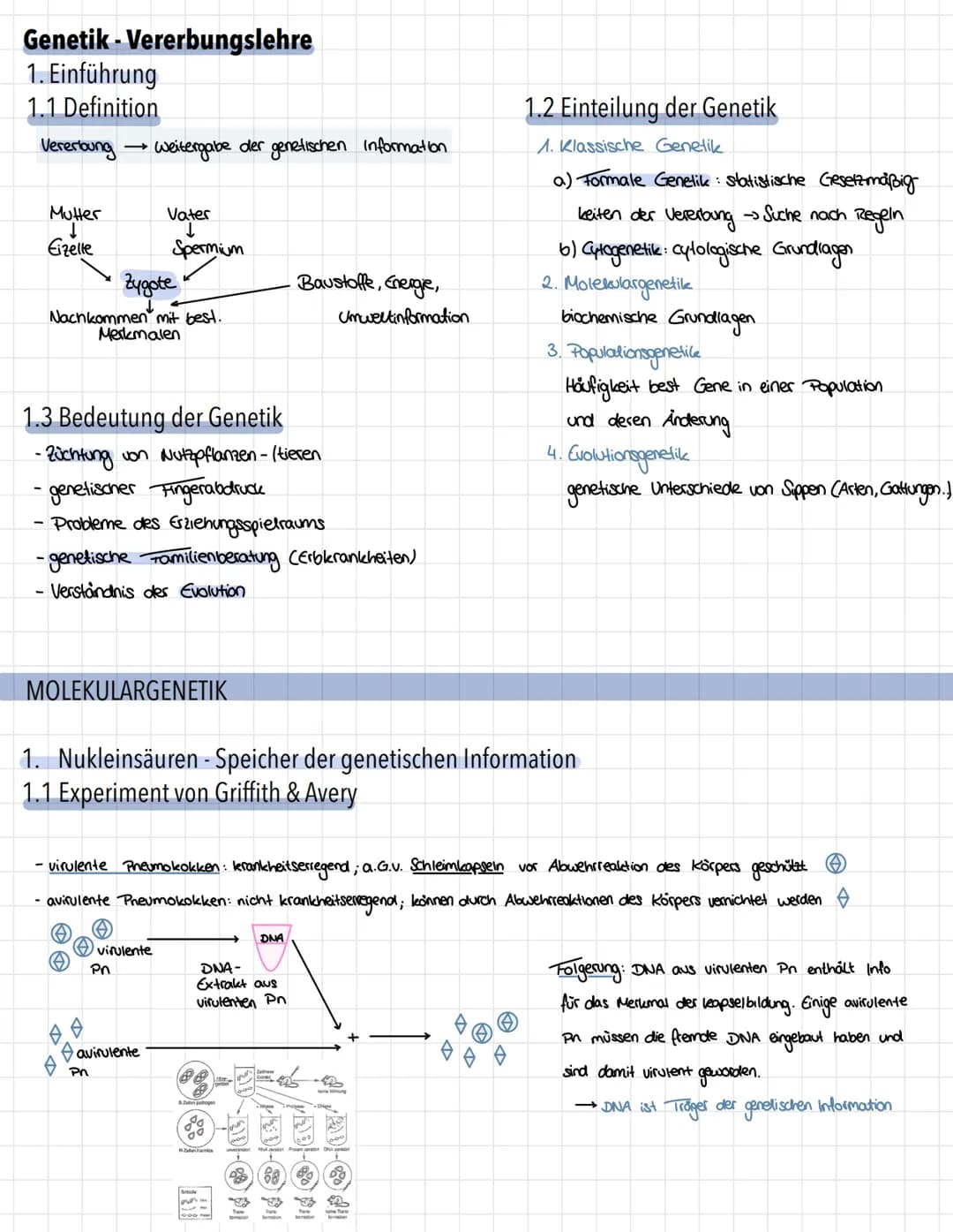 Genetik - Vererbungslehre
1. Einführung
1.1 Definition
Vererbung → Weitergabe der genetischen Information
Mutter
Eizelle
Zygote"
Nachkommen 