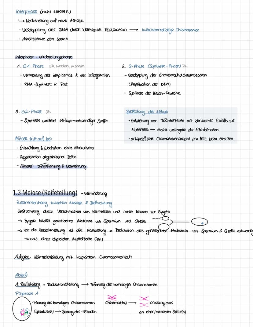 Genetik - Vererbungslehre
1. Einführung
1.1 Definition
Vererbung → Weitergabe der genetischen Information
Mutter
Eizelle
Zygote"
Nachkommen 