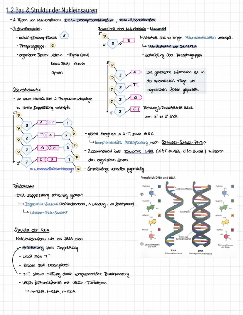Genetik - Vererbungslehre
1. Einführung
1.1 Definition
Vererbung → Weitergabe der genetischen Information
Mutter
Eizelle
Zygote"
Nachkommen 