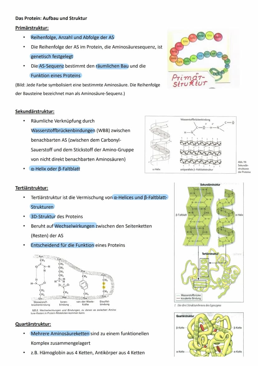 Genetik - Vererbungslehre
1. Einführung
1.1 Definition
Vererbung → Weitergabe der genetischen Information
Mutter
Eizelle
Zygote"
Nachkommen 