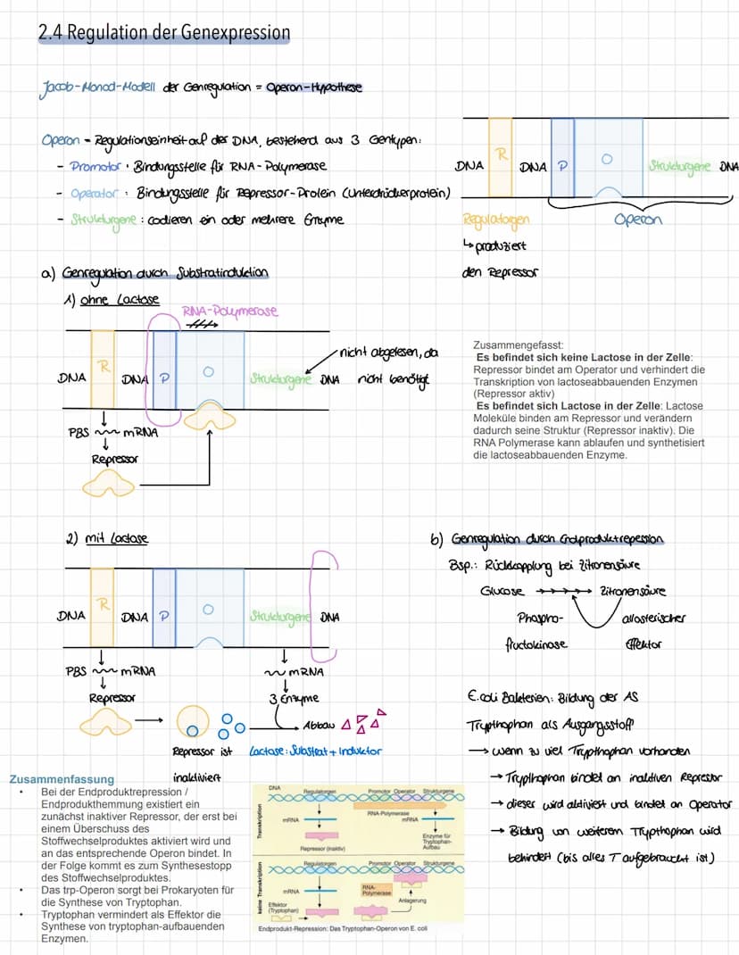 Genetik - Vererbungslehre
1. Einführung
1.1 Definition
Vererbung → Weitergabe der genetischen Information
Mutter
Eizelle
Zygote"
Nachkommen 