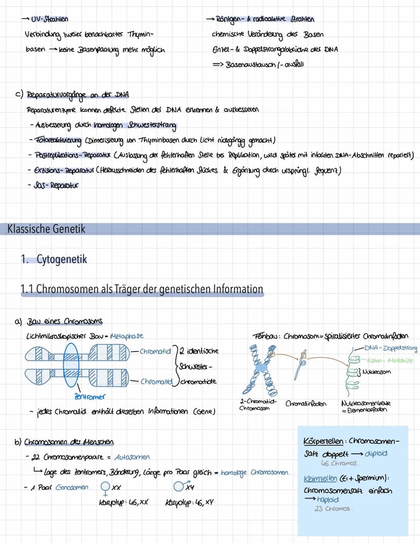 Genetik - Vererbungslehre
1. Einführung
1.1 Definition
Vererbung → Weitergabe der genetischen Information
Mutter
Eizelle
Zygote"
Nachkommen 